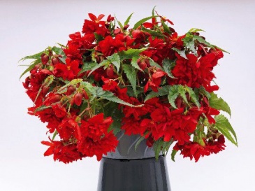 Бегония гибридная ампельная (зеленая листва) (Begonia hybrida)