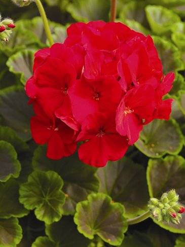 Герань (пеларгония садовая) (Pelargonium x hortorum)