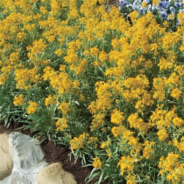 Желтушник гибридный (Erysimum hybridum)