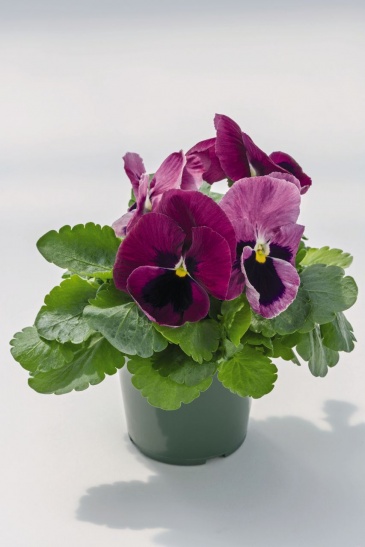 Виола виттрока (Viola wittrockiana)