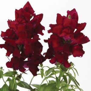 Львиный зев (Антирринум) большой (Antirrhinum majus)