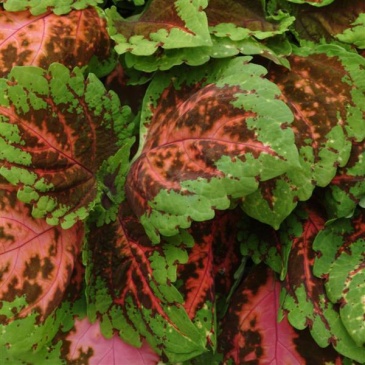 Колеус гибридный (Coleus х hybrida)