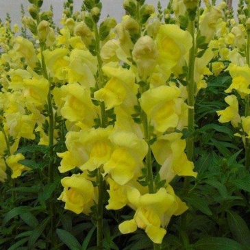 Львиный зев (Антирринум) большой (Antirrhinum majus)