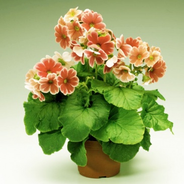 Примула обратноконическая (Primula obconica)