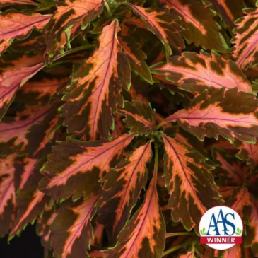 Колеус гибридный (Coleus х hybrida)