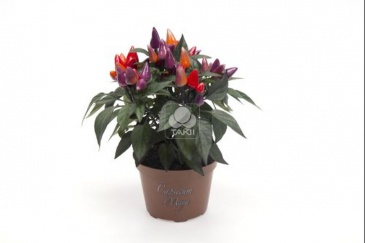 Перец летний (Capsicum annuum)