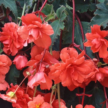 Бегония клубневая махровая ампельная (Begonia tuberhybrida)