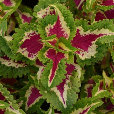 Колеус гибридный (Coleus х hybrida)