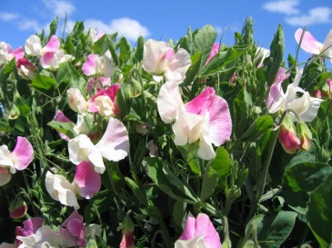 Горошек душистый (Lathyrus odoratus)
