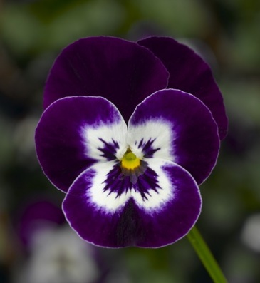 Виола рогатая (Viola cornuta)