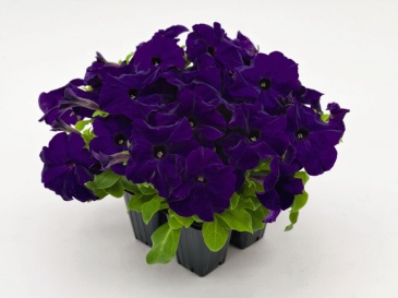 Петуния крупноцветковая (генетически компактная) (Petunia grandiflora)