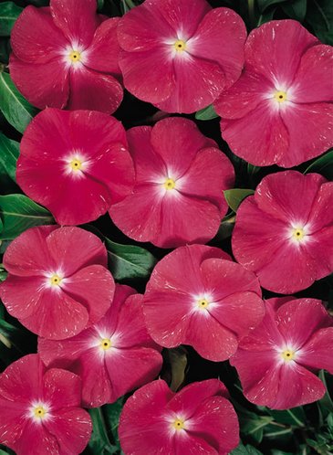 Катарантус розовый (Vinca rosea)