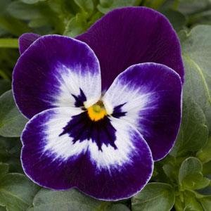 Виола рогатая (Viola cornuta)