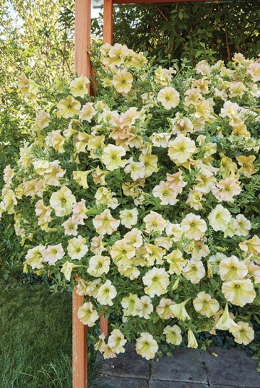 Петуния ампельная гибридная (Petunia x hybrida)