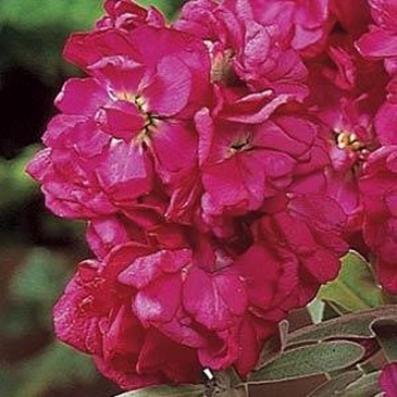 Левкой седой (Matthiola incana) Левкой седой (Matthiola incana)