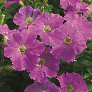Петуния мелкоцветковая (Petunia milliflora)