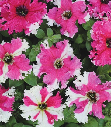 Петуния крупноцветковая (Чехия) бахромчатая (Petunia grandiflora)