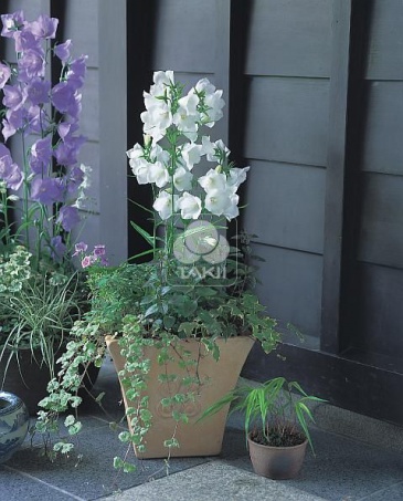 Колокольчик персиколистный (Campanula persicifolia)