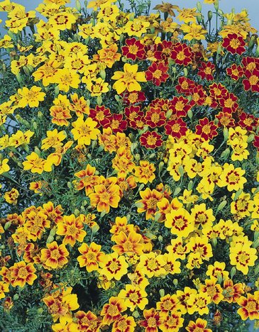 Бархатцы тонколистные (Tagetes tenuifolia)