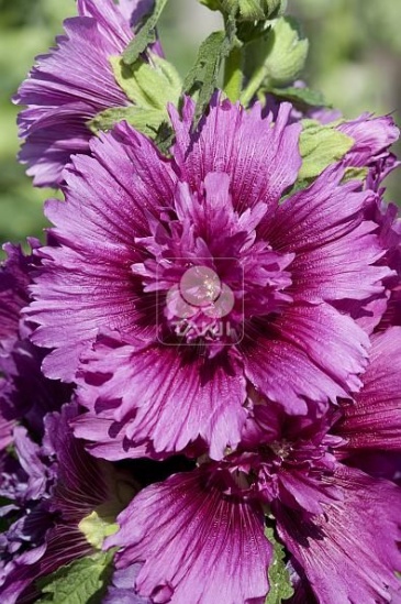 Мальва (Штокроза) розовая (Alcea rosea annua)