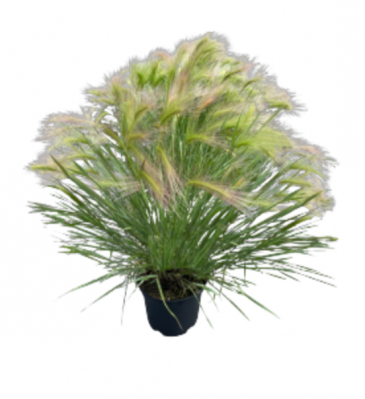 Ячмень гривастый (Hordeum jubatum)