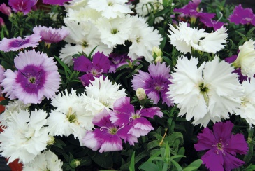 Гвоздика китайская (Dianthus chinensis)
