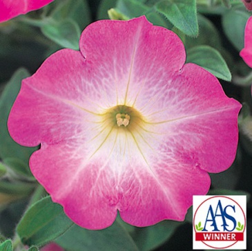 Петуния ампельная гибридная (Petunia х hybrida)