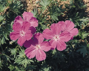 Герань кроваво-красная (Geranium sanguineum)