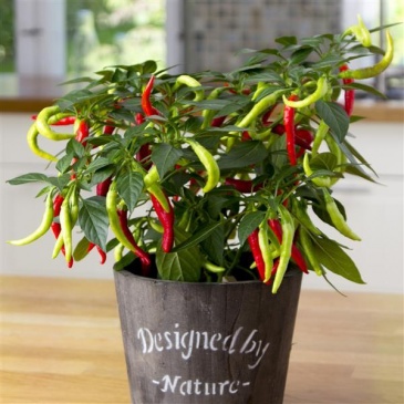 Перец летний (Capsicum annuum)