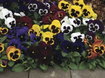 Виола Виттрока (Viola wittrockiana)