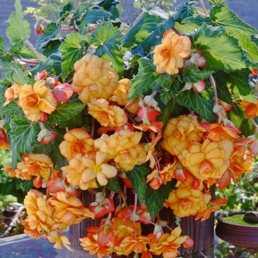 Бегония клубневая махровая ампельная (Begonia tuberhybrida)