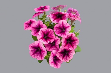 Петуния многоцветковая (генетически компактная) (Petunia multiflora)