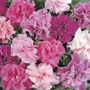 Петуния крупноцветковая махровая (Petunia grandiflora)
