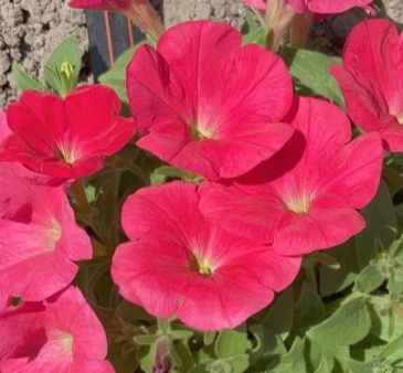 Петуния ампельная гибридная (Petunia x hybrida)