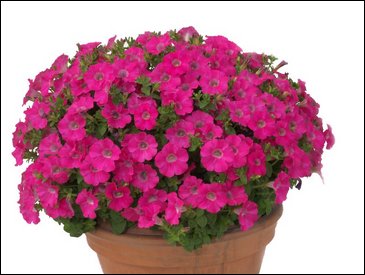 Петуния ампельная гибридная (Petunia x hybrida)