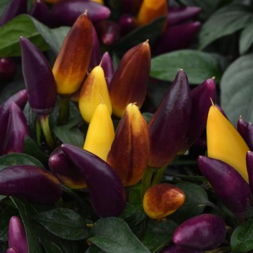 Перец летний (Capsicum annuum)