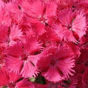 Гвоздика турецкая (Dianthus barbatus)