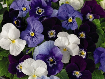 Виола рогатая (Viola cornuta)
