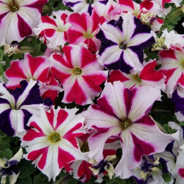 Петуния крупноцветковая (Petunia grandiflora)