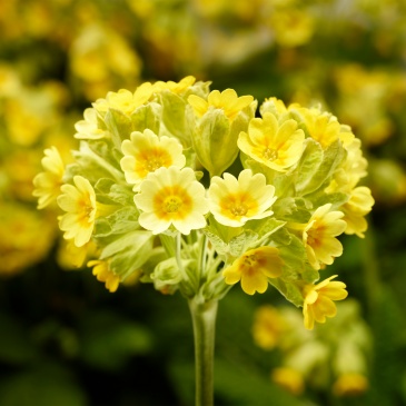 Примула весенняя (Primula veris)