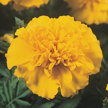 Бархатцы отклоненные (Tagetes patula) Бархатцы отклоненные (Tagetes patula)