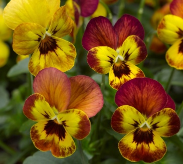 Виола рогатая (Viola cornuta)