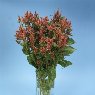 Целозия колосистая (перистая) (Celosia spicata)