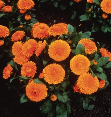 Календула лекарственная (Calendula officinalis)