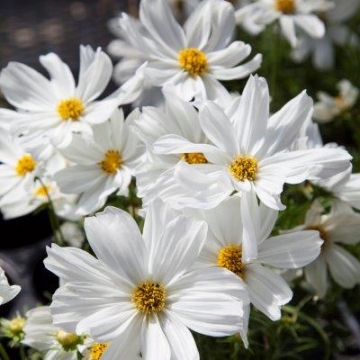 Космея дваждыперистая (Cosmos bipinnatus)