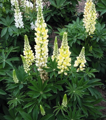 Люпин многолистный (Lupinus polyphyllus)