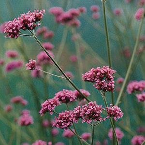 Вербена буэнос-айресская (Verbena bonariensis)