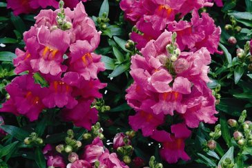 Львиный зев (Антирринум) большой (Antirrhinum majus)