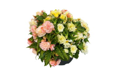 Бегония клубневая махровая ампельная (Begonia tuberhybrida)