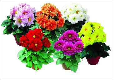 Георгина изменчивая (Dahlia variabilis)